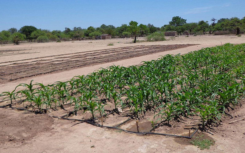 alimentaris_proyecto_carrusel_1-SAS-4