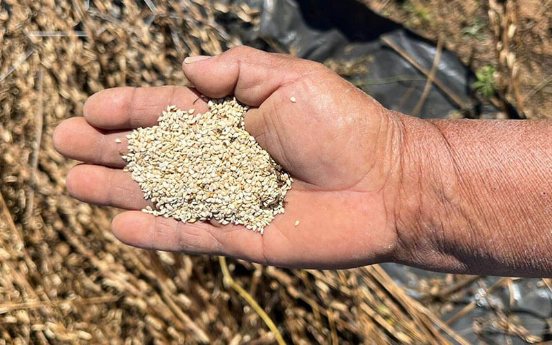 alimentaris_proyecto_carrusel_1-SAS-5