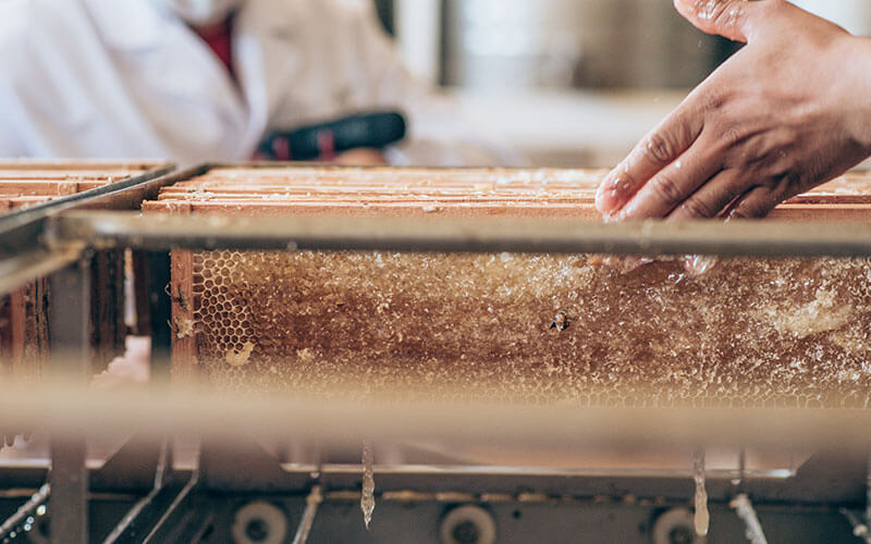 alimentaris_proyecto_carrusel_10-Fondo-Gran-Chaco-Americano-3