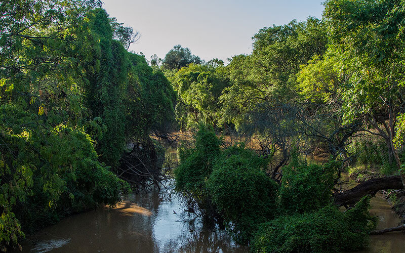 alimentaris_proyecto_carrusel_10-Fondo-Gran-Chaco-Americano-4