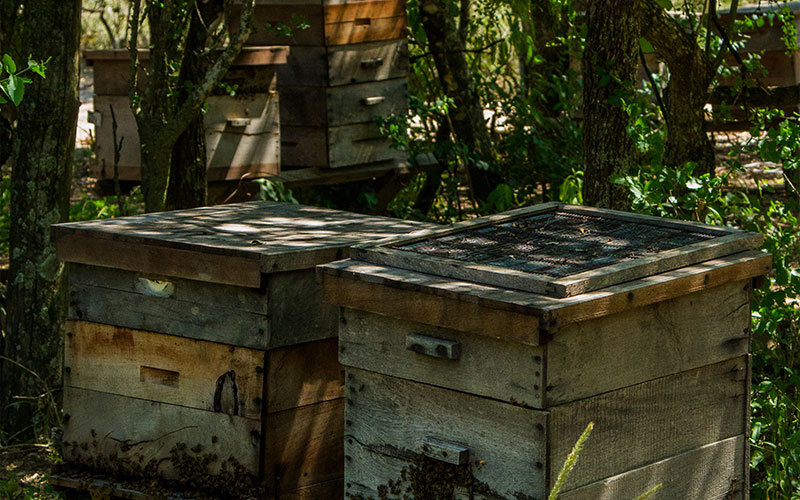 alimentaris_proyecto_carrusel_10-Fondo-Gran-Chaco-Americano-5