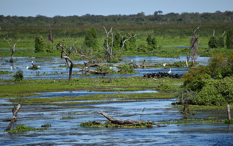 alimentaris_proyecto_carrusel_10-Fondo-Gran-Chaco-Americano-7