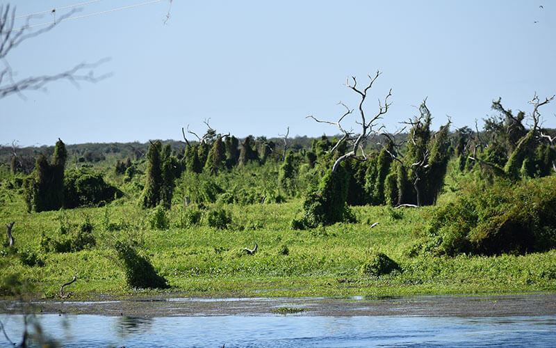 alimentaris_proyecto_carrusel_10-Fondo-Gran-Chaco-Americano-8