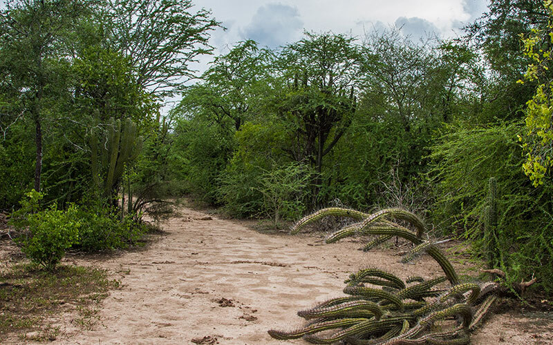 alimentaris_proyecto_carrusel_10-Fondo-Gran-Chaco-Americano-9