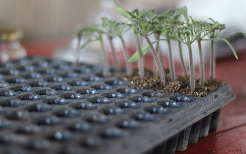 alimentaris_proyecto_carrusel_9-Fondo-Covida-20-5